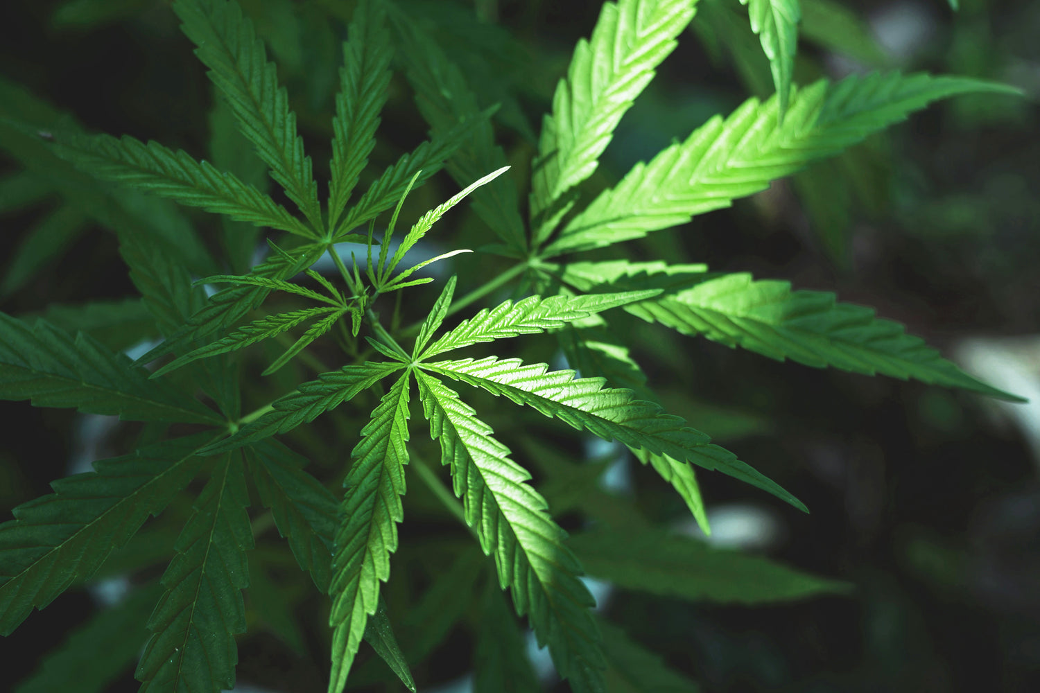 Hanfblatt mit Sonnenlicht bestrahlt.